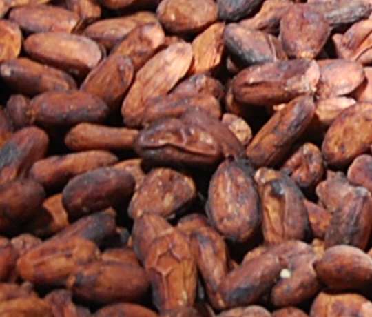 Perkebunan Kakao