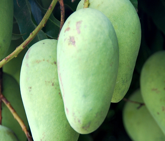 Kebun Mangga