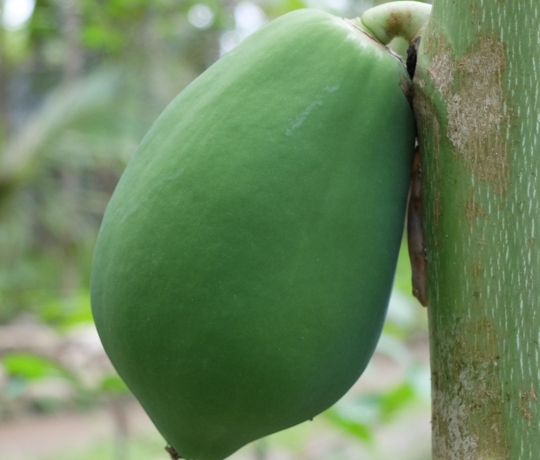 Kebun Papaya