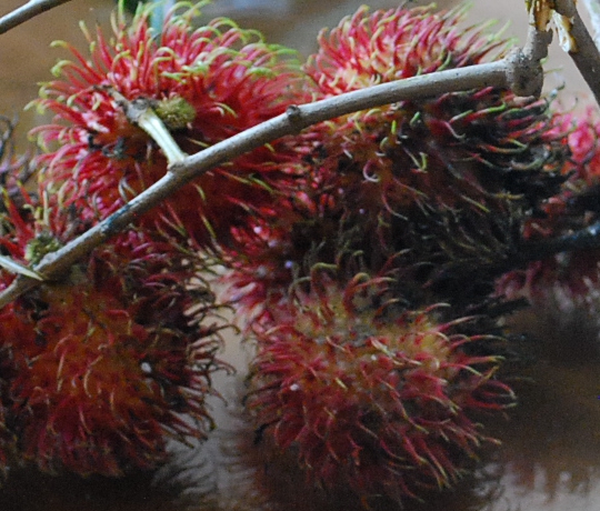 Kebun Rambutan